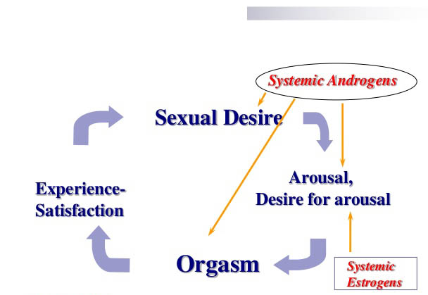 RenewFX Sexual Cyle Diagram