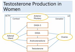 Read more about the article Women Seeking Answers.  Sexual Dysfunction, Chronic Fatigue and Testosterone Therapy.